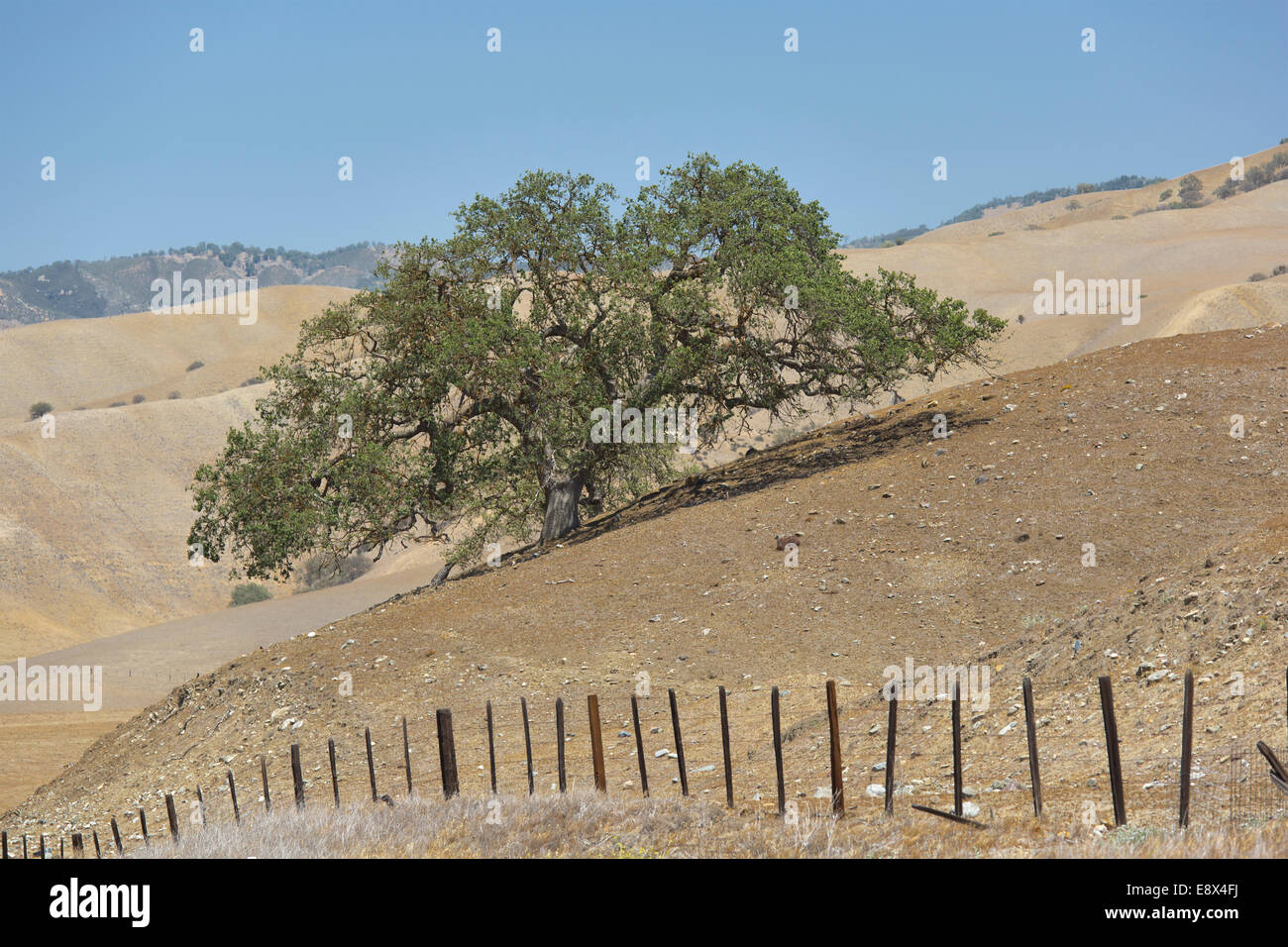 Canyon live oak, Quercus chrysolepis, Diablo Range, en Californie Banque D'Images