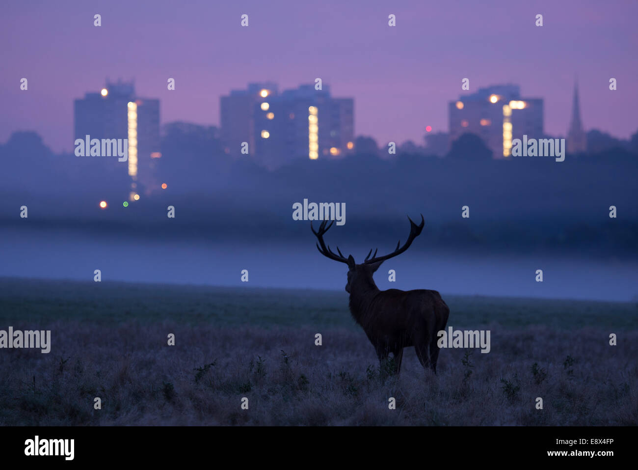 Stag at dawn à Richmond Park, regardant vers la ville de Londres Banque D'Images
