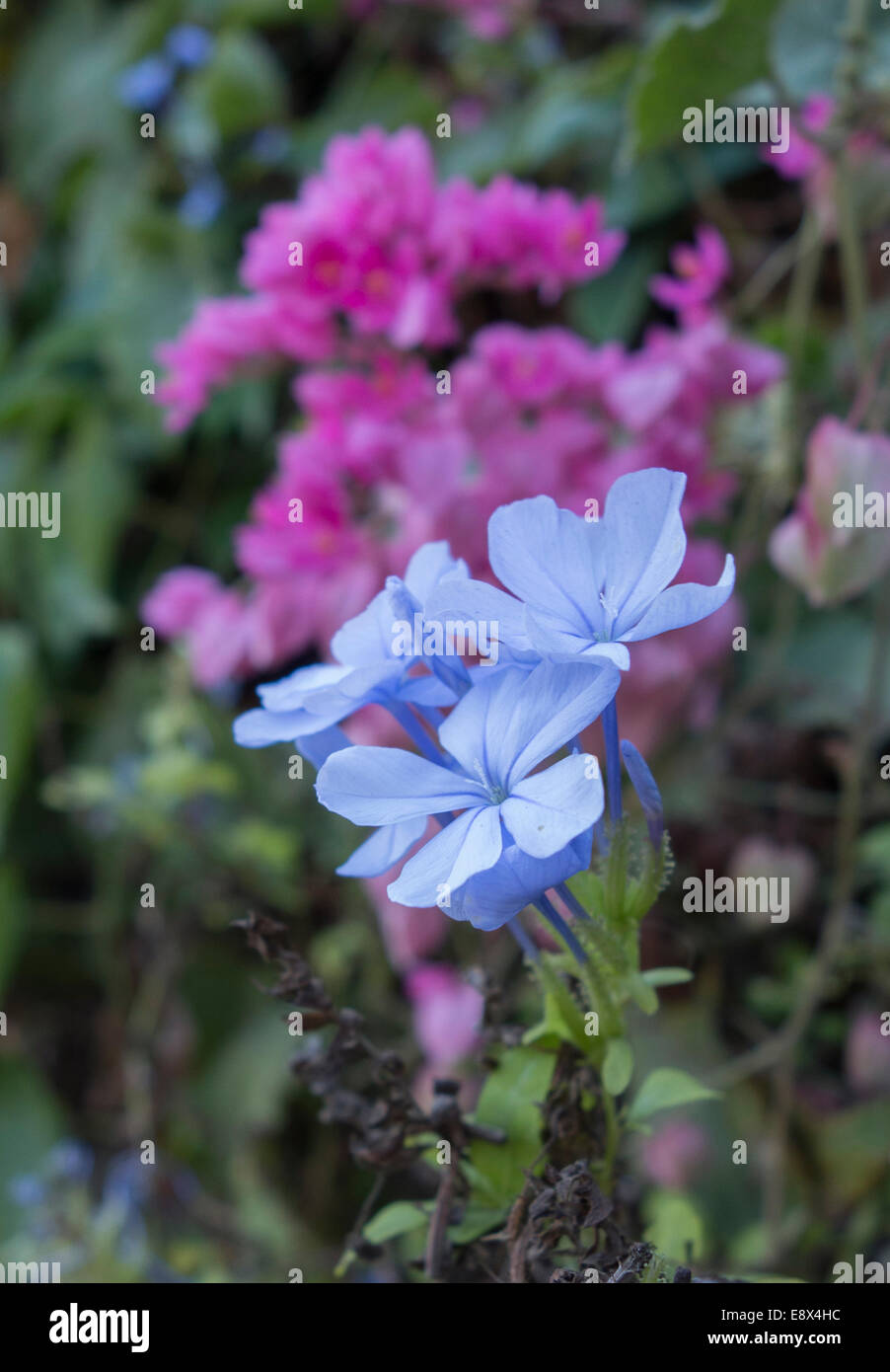 Close-up d'un Plumbago auriculata Plumbago, fleurs. Banque D'Images