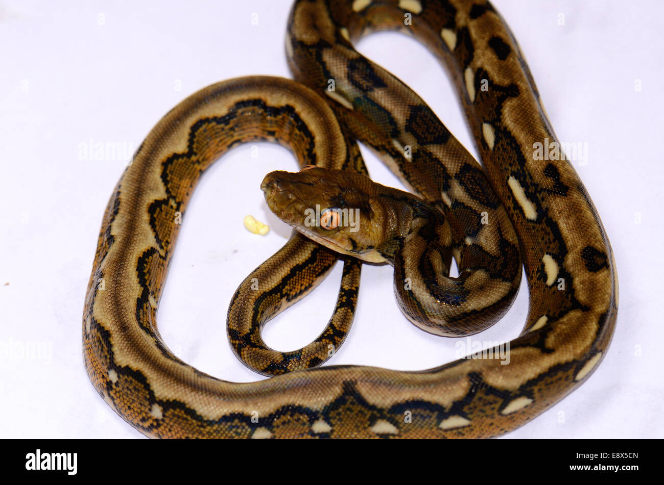 Reticulated python python reticulatus Banque de photographies et d ...