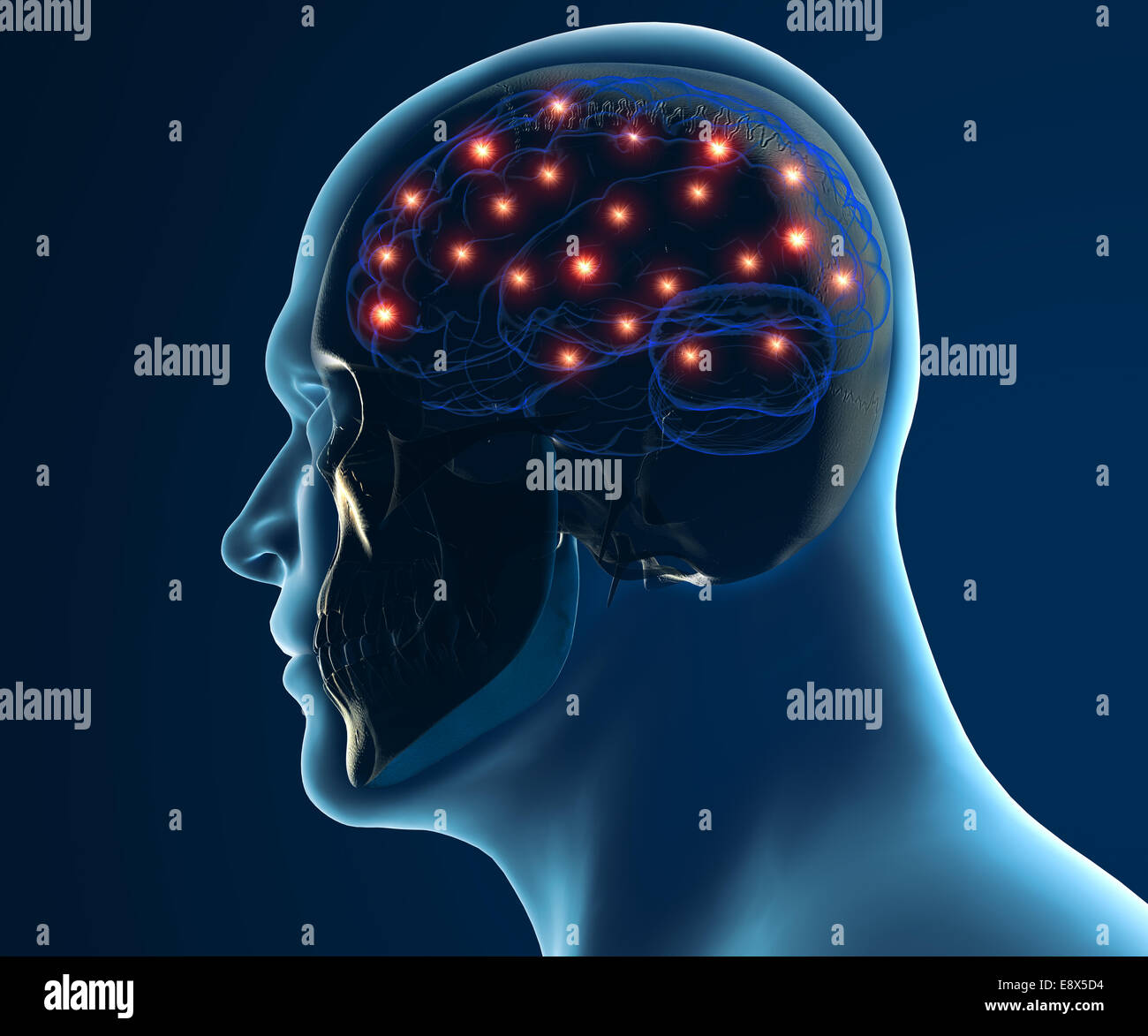 Les neurones du cerveau synapse dans la tête humaine isolé sur fond blanc Banque D'Images
