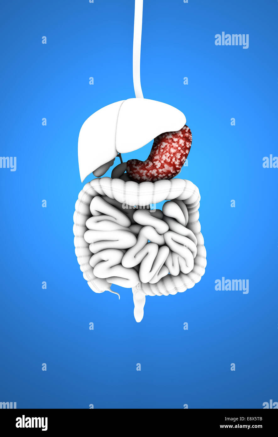 Système digestif 3D sur fond bleu, l'appareil digestif, l'estomac et les ulcères Banque D'Images