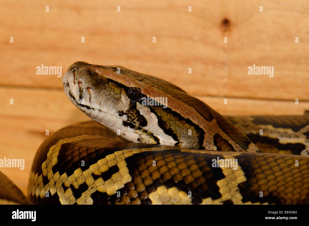 Belle Python birman (Python bivittatus) dormant dans terrarium Banque D'Images