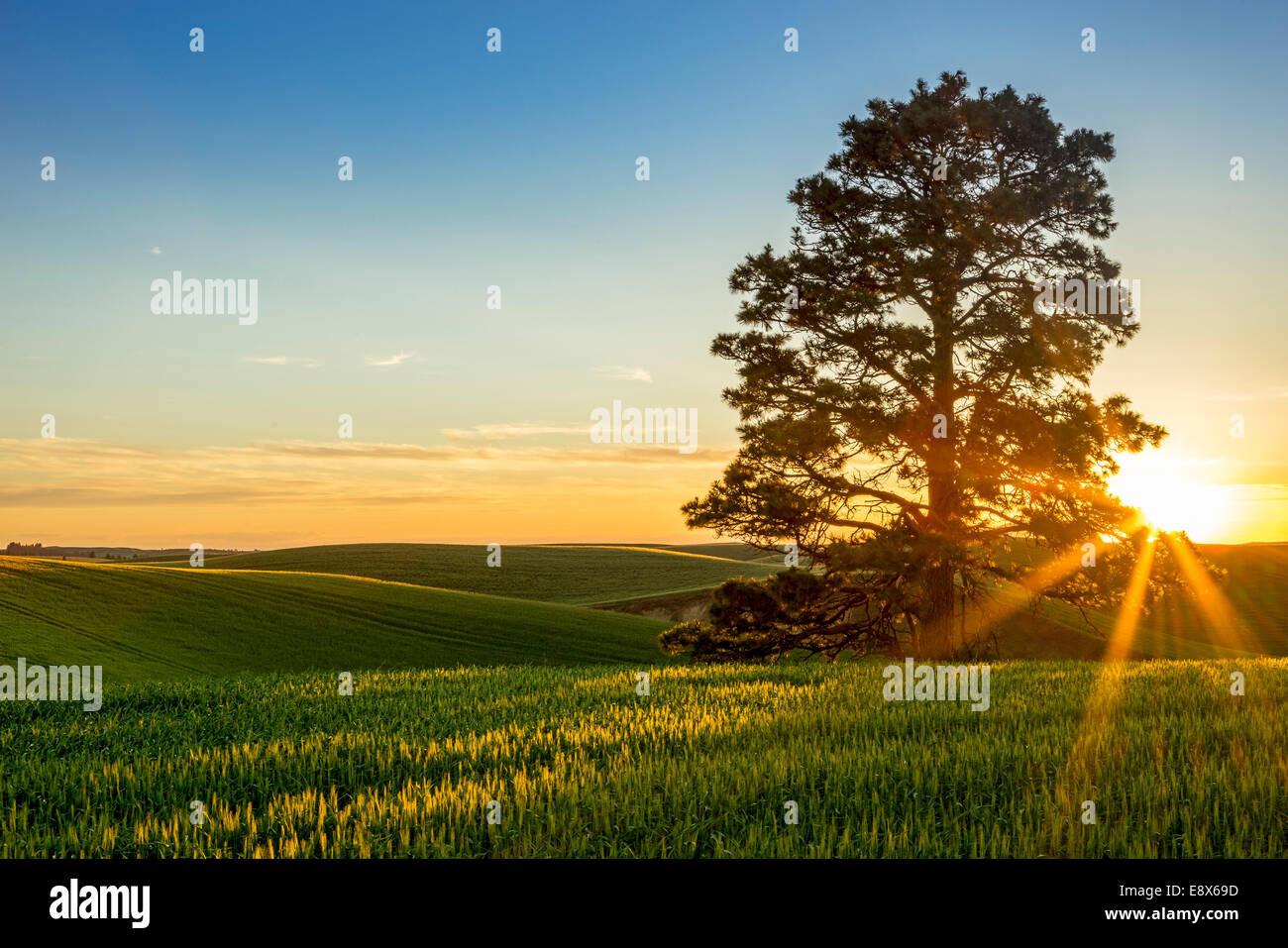 Whitman Comté, WA : Coucher de soleil sur les collines de la région de Palouse Banque D'Images