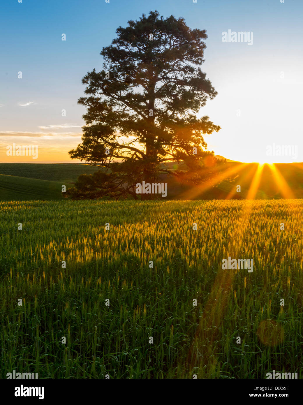 Whitman Comté, WA : Coucher de soleil sur les collines de la région de Palouse Banque D'Images