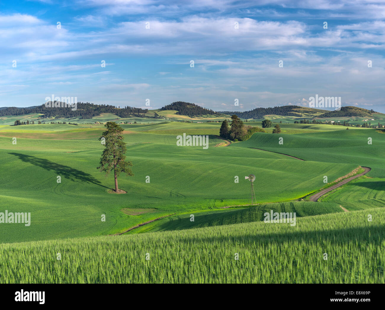 Whitman Comté, WA route de terre à travers les vents Palouse hills verte avec un moulin isolé près de la ville de Palouse Banque D'Images
