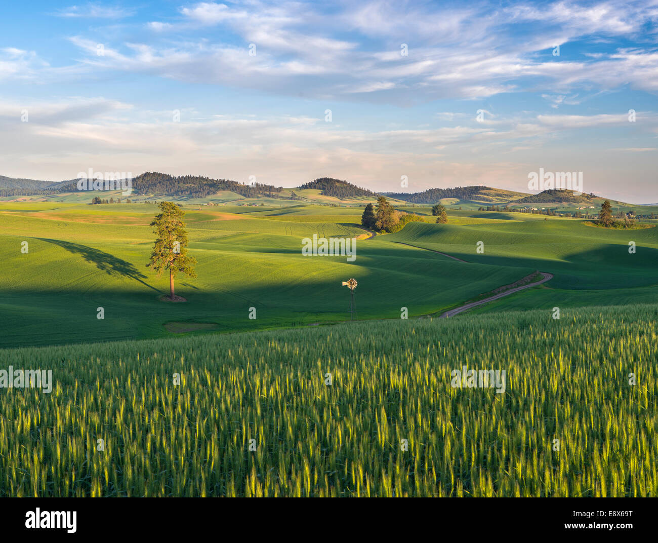 Whitman Comté, WA : chemin de terre à travers les vents Palouse hills verte avec un moulin isolé près de la ville de Palouse Banque D'Images
