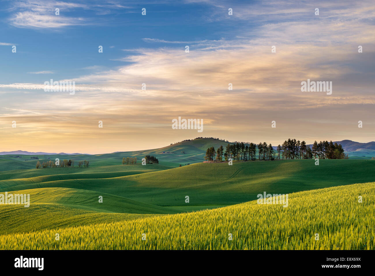 Whitman Comté, WA : Coucher de soleil sur les collines de la région de Palouse Banque D'Images