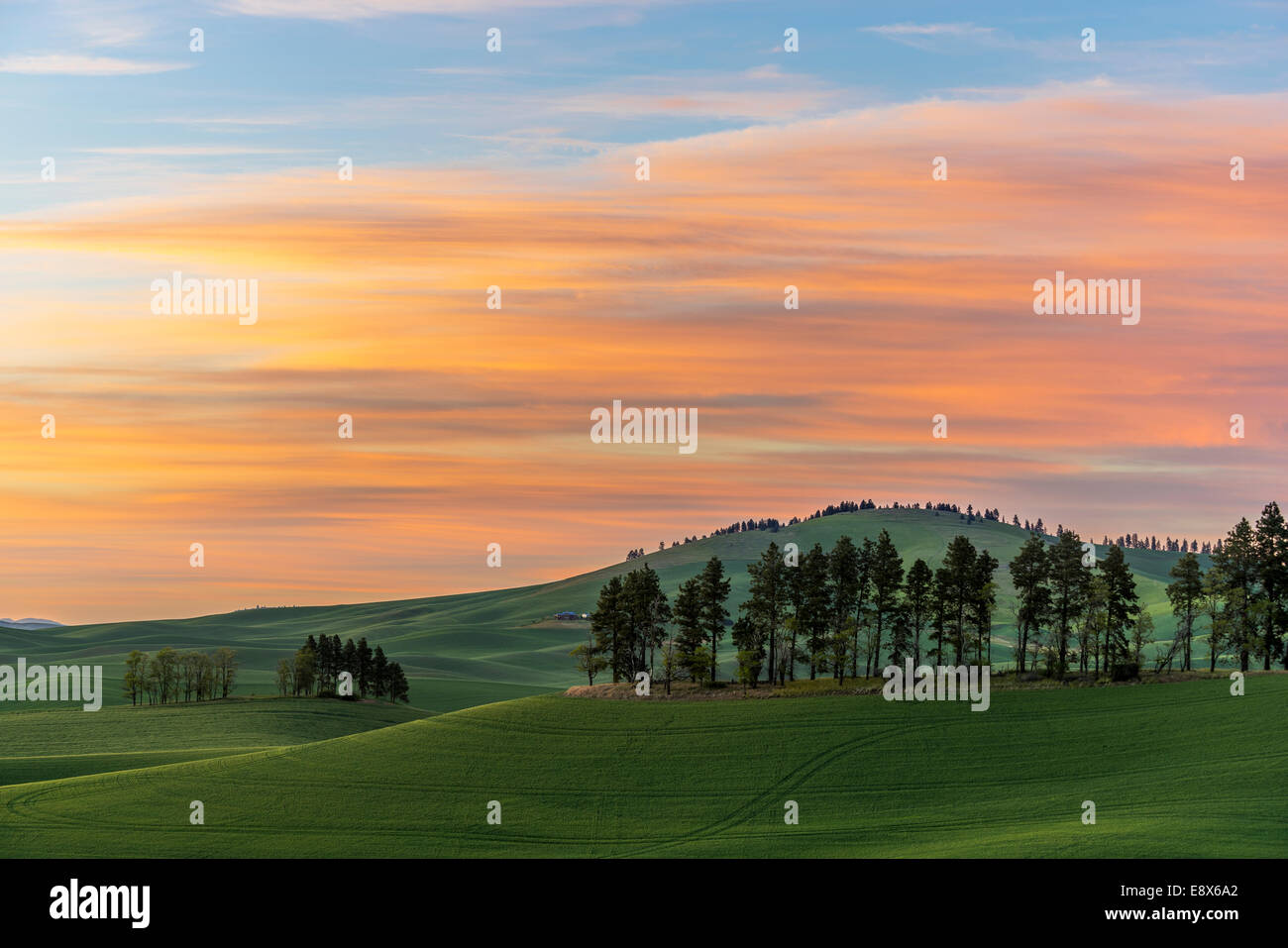 Whitman Comté, WA : Coucher de soleil sur les collines de la région de Palouse Banque D'Images