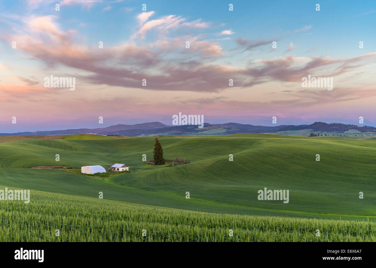 Whitman Comté, WA : Coucher de soleil sur les collines de la région de Palouse Banque D'Images