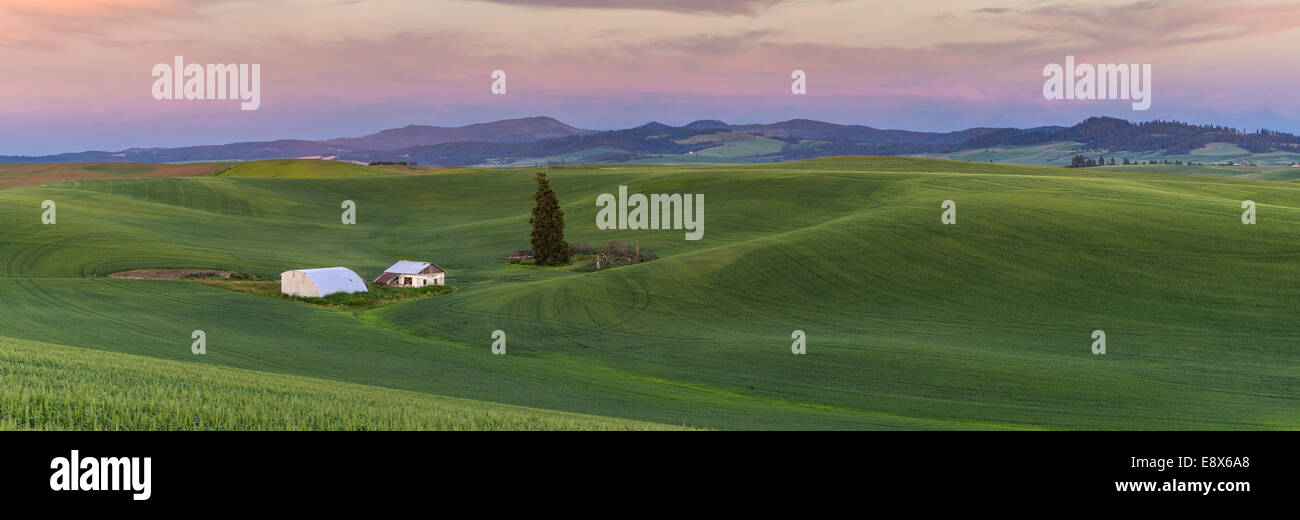 Whitman Comté, WA : Coucher de soleil sur les collines de la région de Palouse Banque D'Images