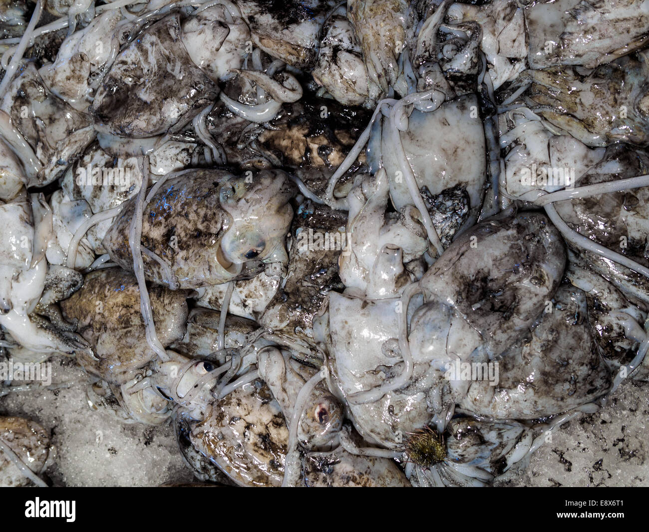 Top-down, cadre d'affichage de remplissage de seiches dans leur encre sur la vente au marché du Rialto à Venise. Banque D'Images