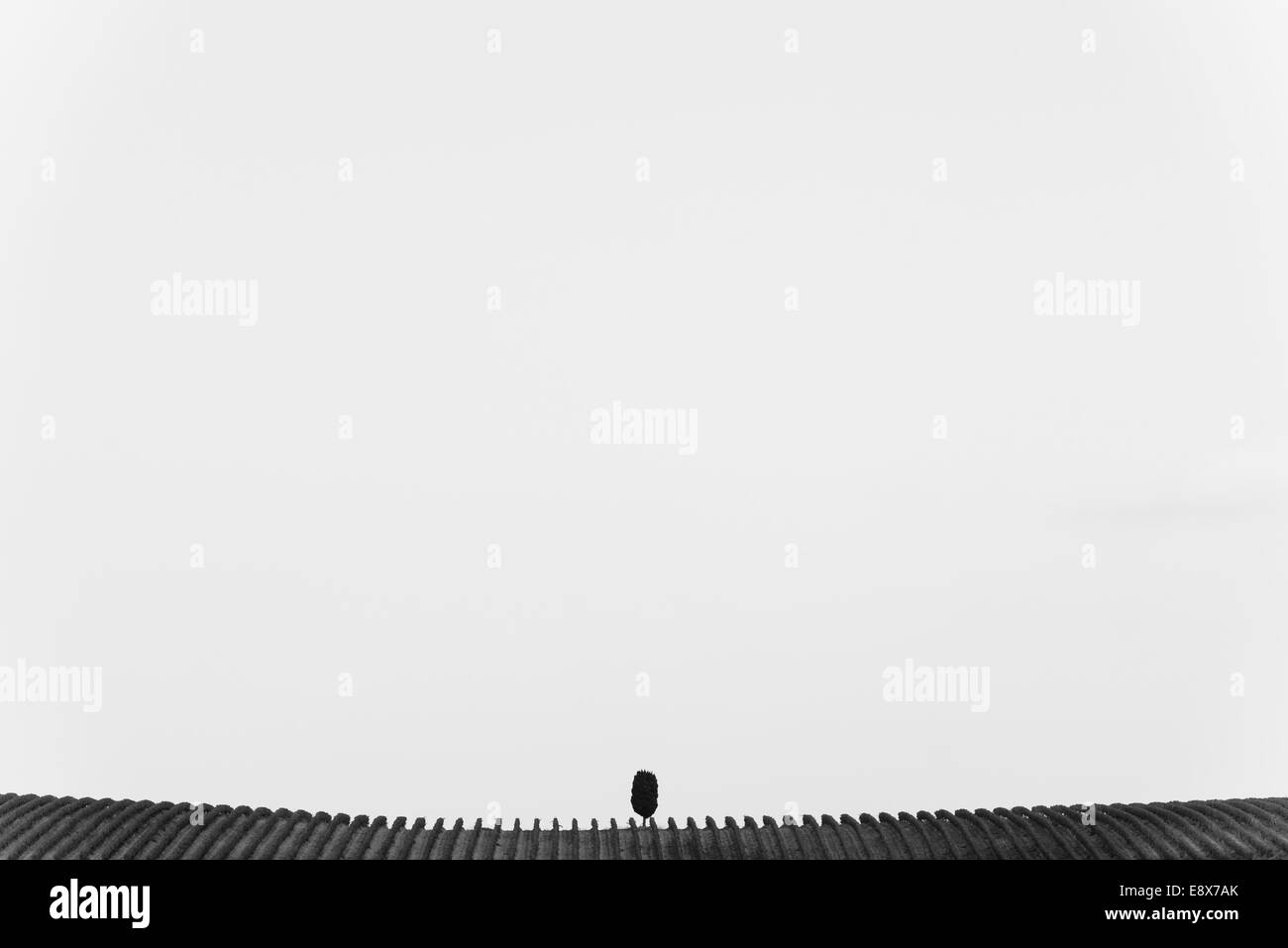 Photo minimaliste du vignoble toscan avec arbre solitaire en noir et blanc Banque D'Images