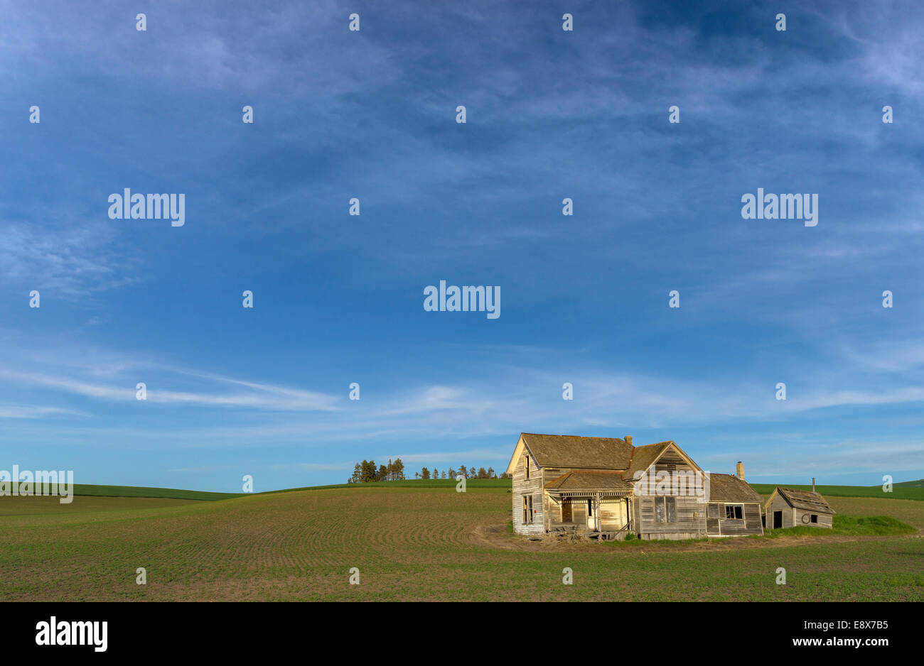 Whitman Comté, WA : gris patiné maison abandonnée en vertu de l'accord Ciels ouverts plantés dans un champ près de Pullman, dans la Palouse Banque D'Images
