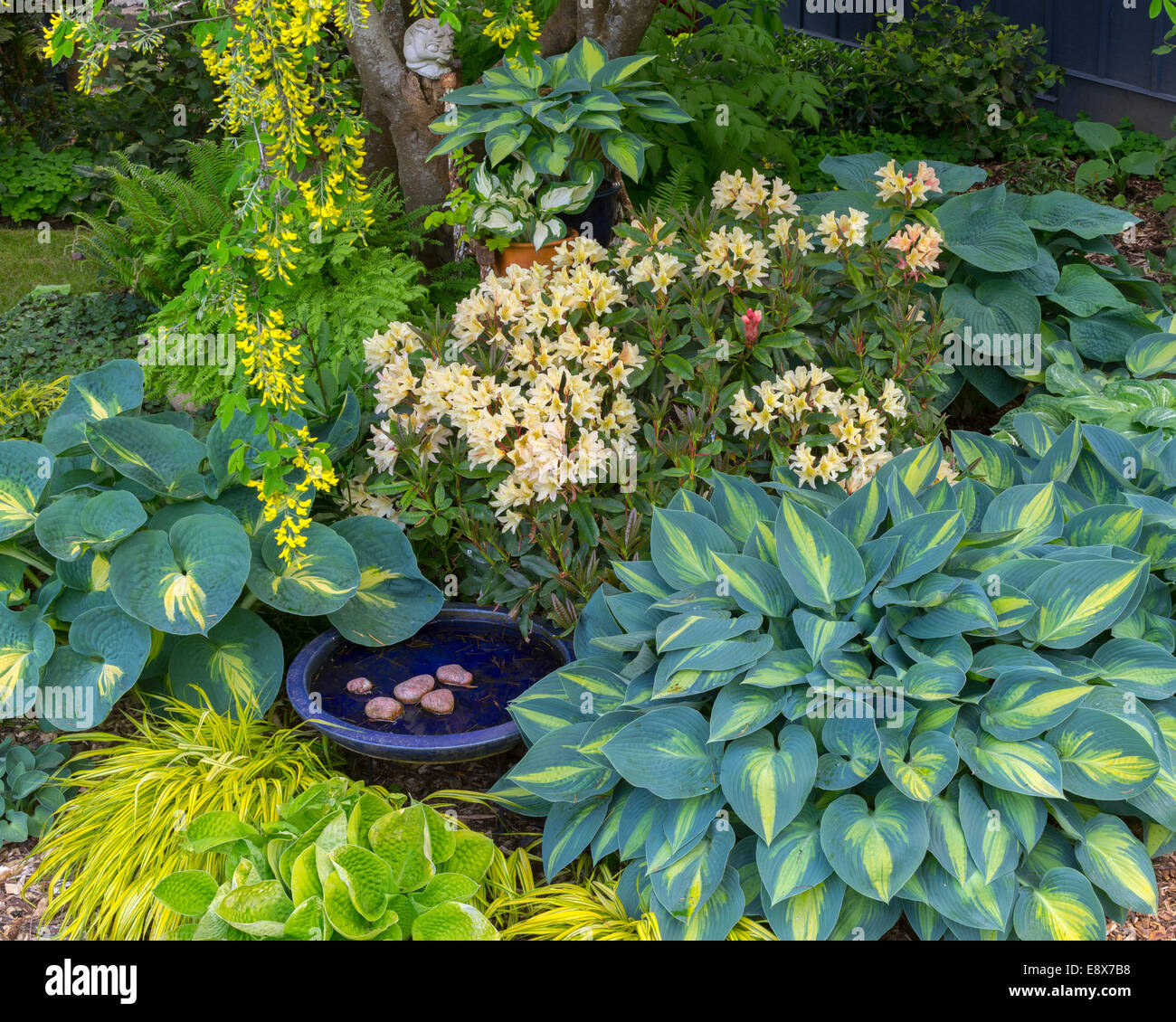Vashon-Maury Island, WA : lit de jardin de printemps de fleurs de rhododendron, muscaris, hostas, et japonais dans le cadre d'une herbe de la forêt Banque D'Images Vashon-Maury Island, WA : lit de jardin de printemps de fleurs de rhododendron, muscaris, hostas, et japonais dans le cadre d'une herbe de la forêt Banque D'Images