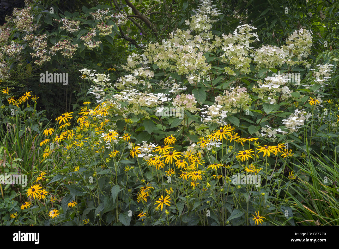 Vashon-Maury Island, WA : Rudbeckia et hortensia en fleurs, détail Banque D'Images Vashon-Maury Island, WA : Rudbeckia et hortensia en fleurs, détail Banque D'Images