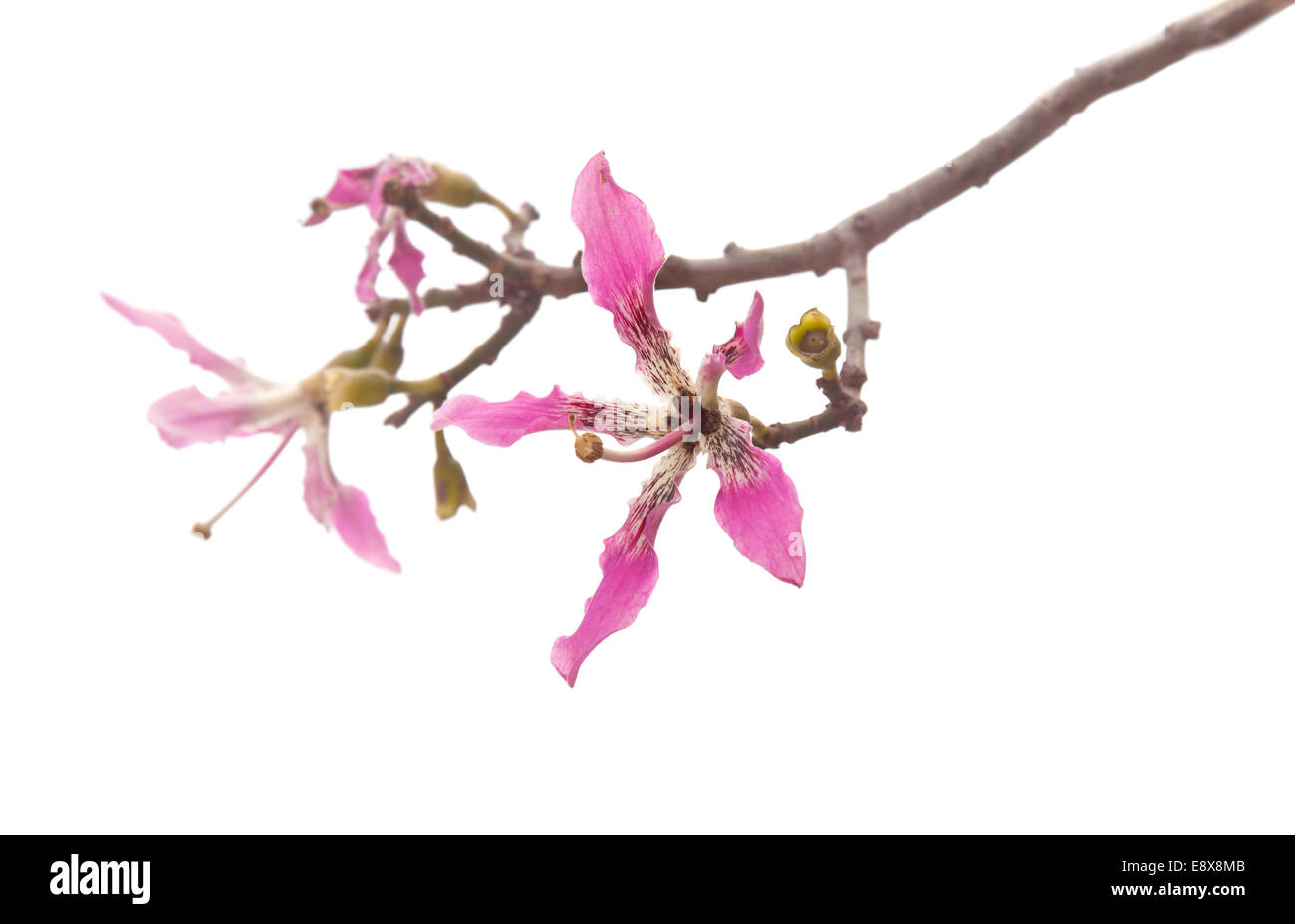 Ceiba speciosa, de soie Fleurs arbre isolé sur blanc Banque D'Images