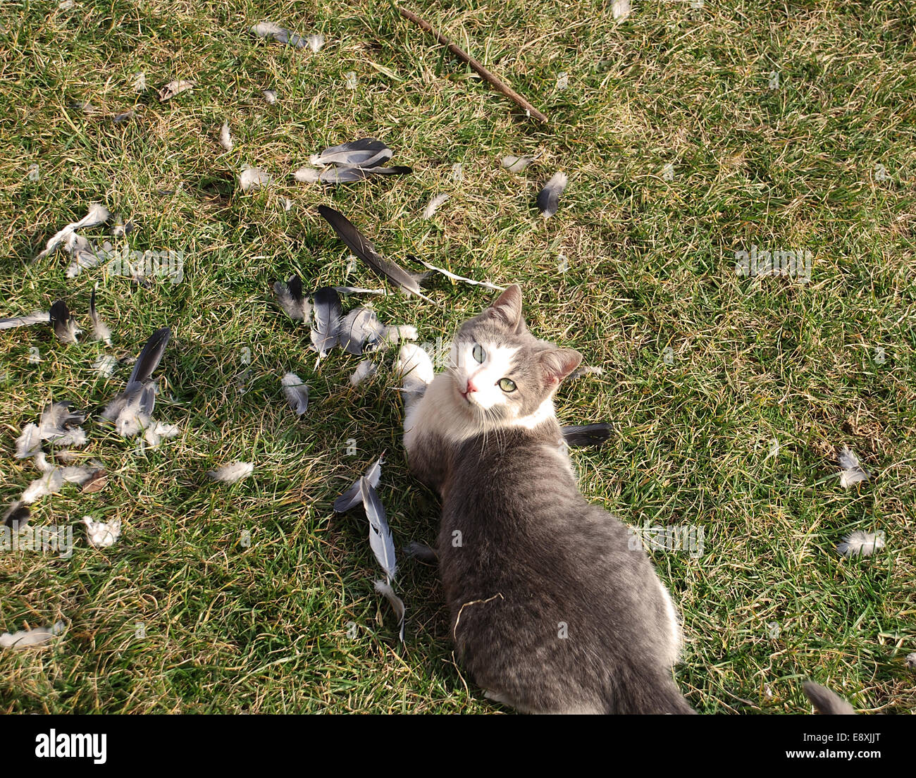 Cat killing bird Banque de photographies et d’images à haute résolution