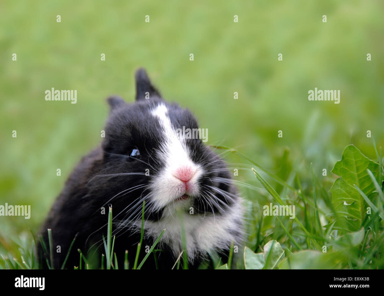 Black rabbit in grass Banque D'Images