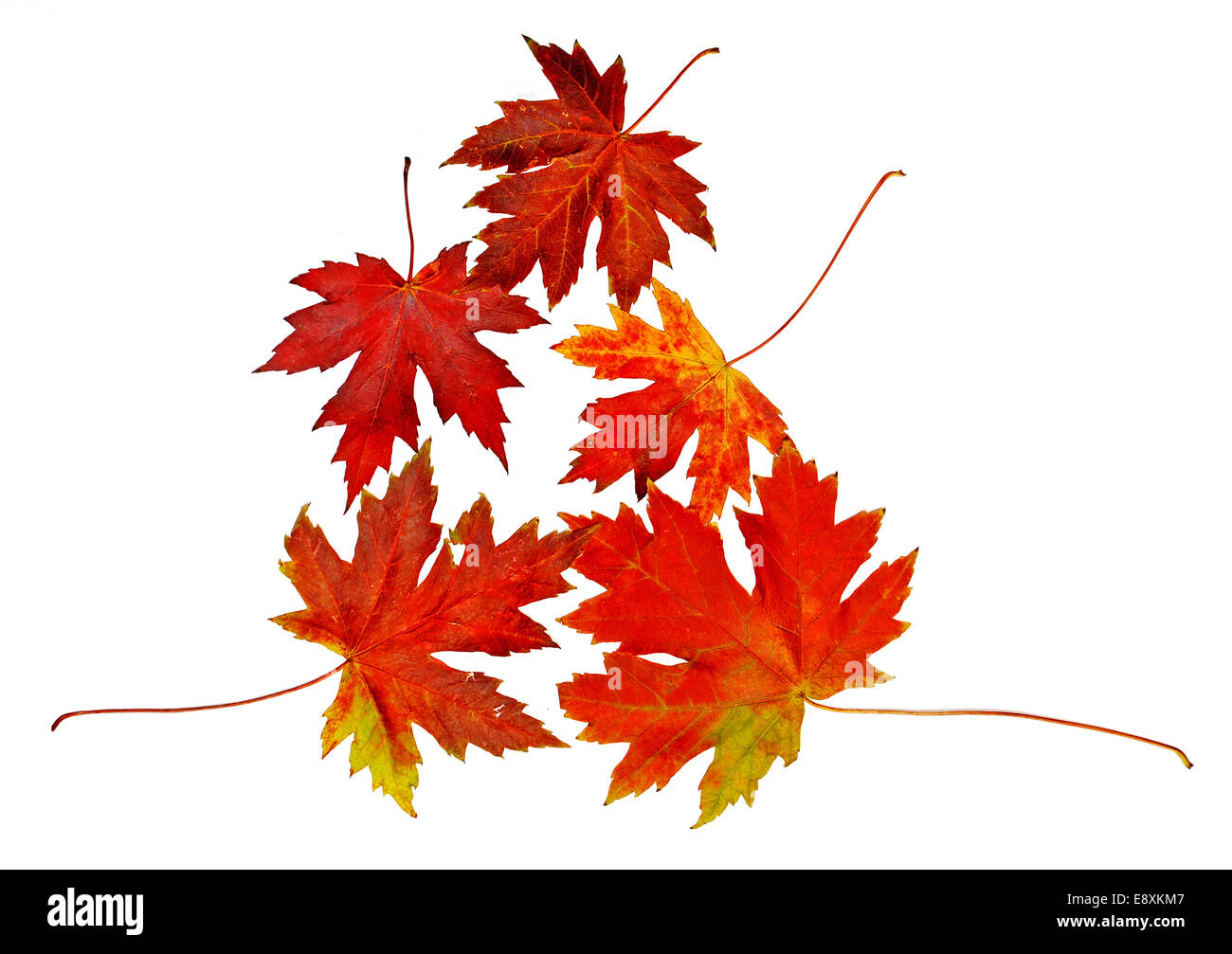feuilles d’automne Banque D'Images