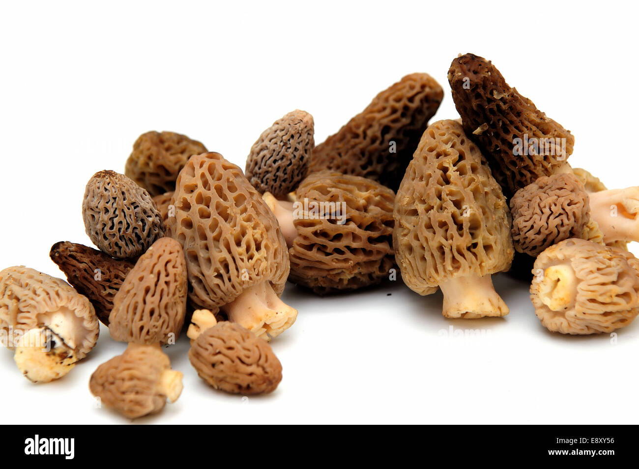 Morel Mushroom Banque D'Images