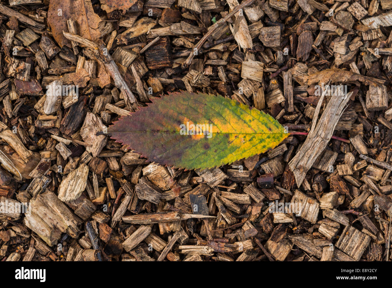 Une seule feuille d'automne couché sur un plancher de bois Banque D'Images