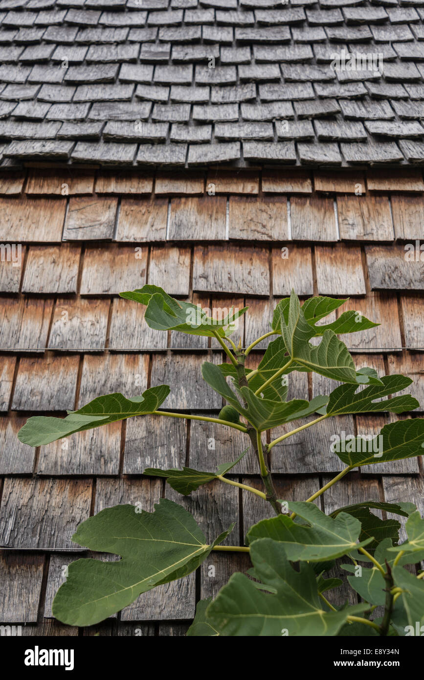 Un figuier avec des figues en grandissant un mur couvert de bardeaux en bois et le toit. Banque D'Images