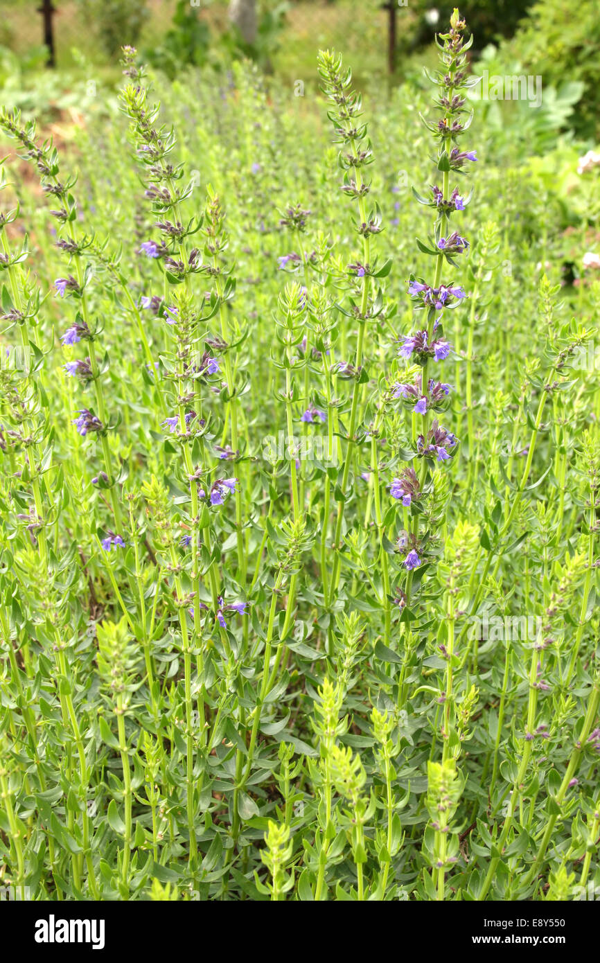 L'hysope plante dans le jardin Banque D'Images