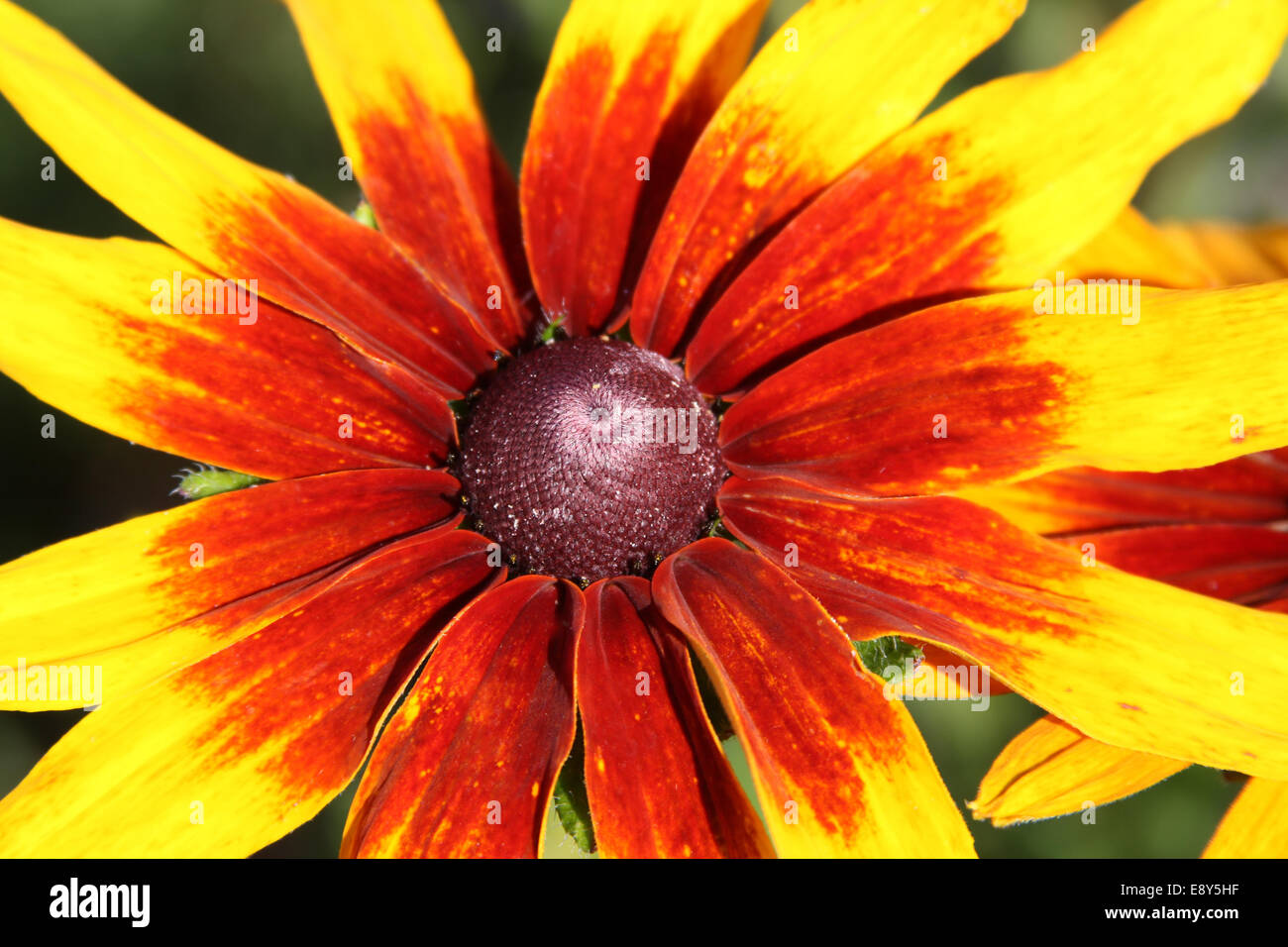 Coeur de black-eyed Susan flower (Rudbeckia) Banque D'Images