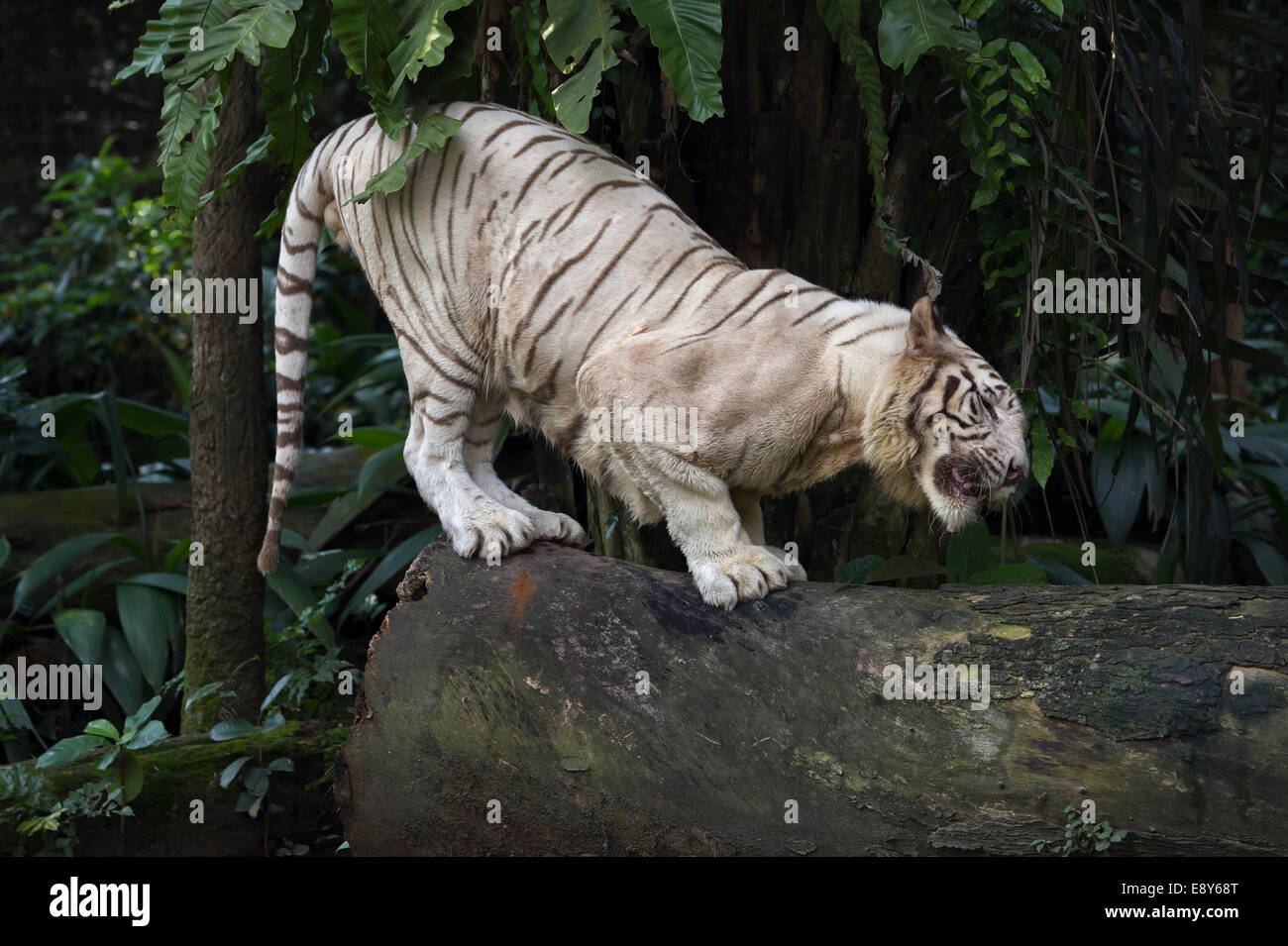 Tigre blanc (Panthera tigris tigris) Banque D'Images