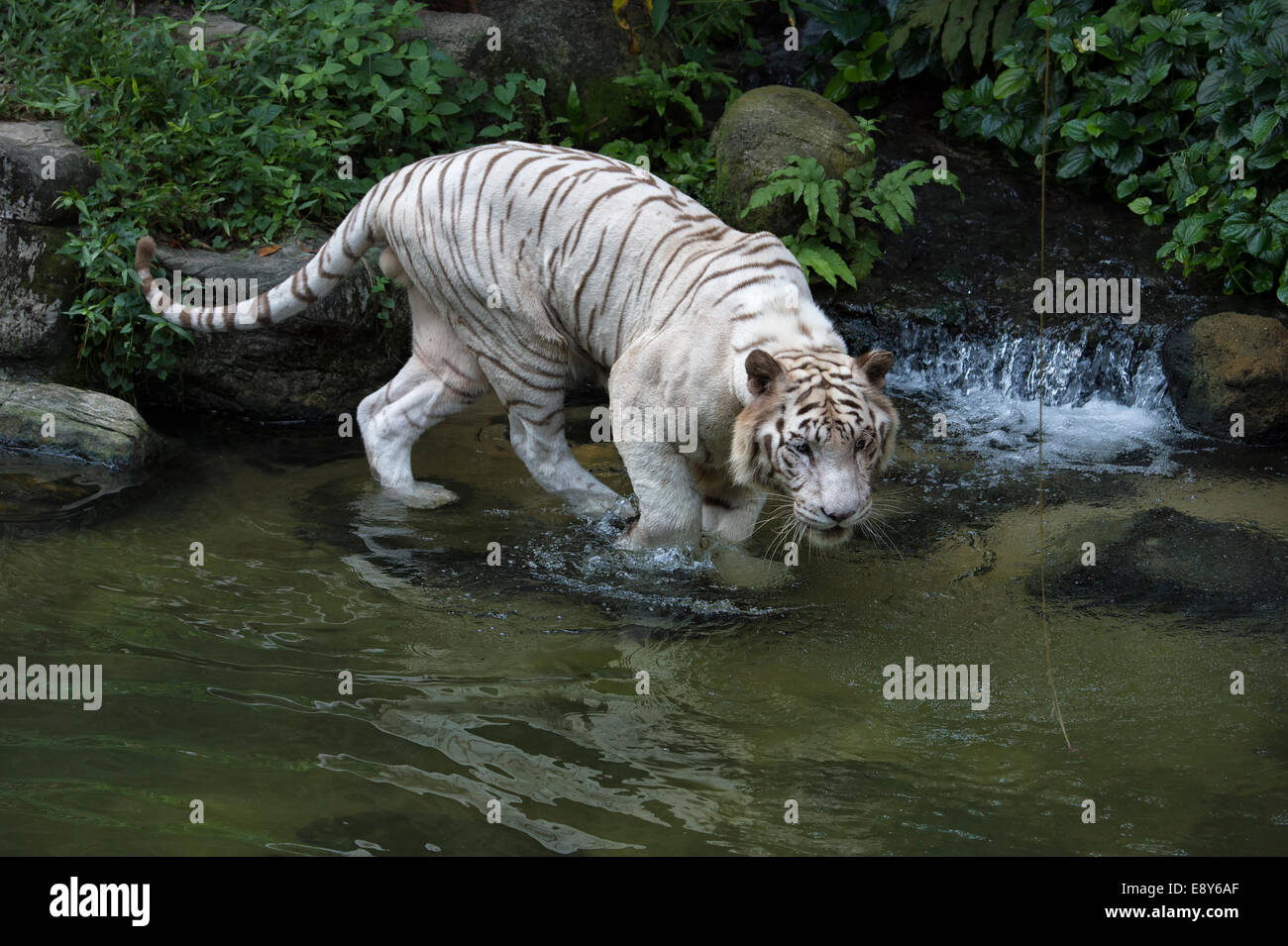 Tigre blanc (Panthera tigris tigris) dans l'eau Banque D'Images