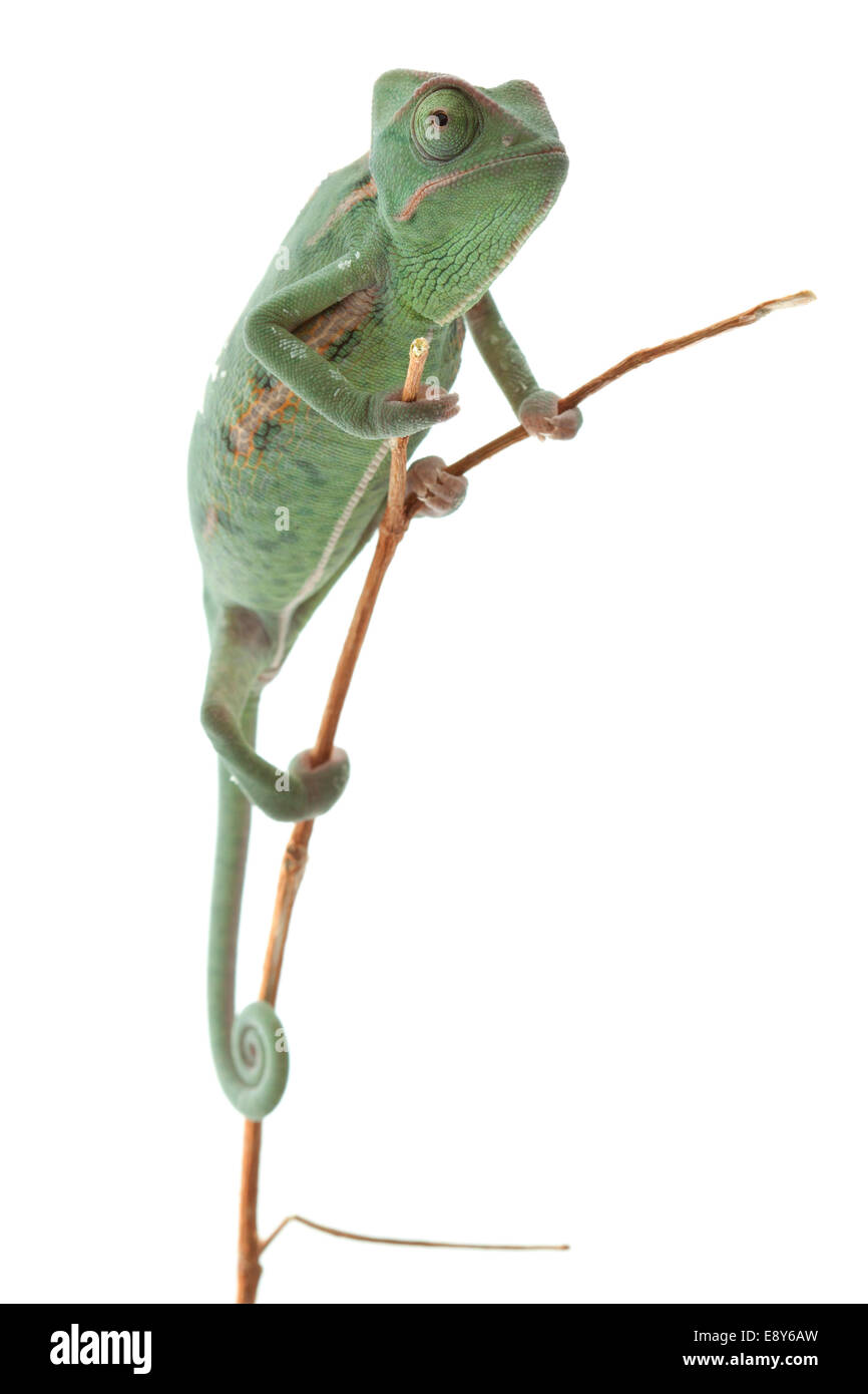 Bebe Cameleon Banque D Images Detourees Alamy