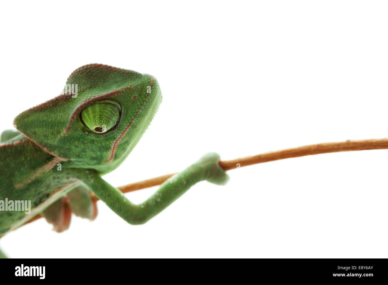 Bebe Vert Cameleon Concentre Sur Les Yeux Photo Stock Alamy