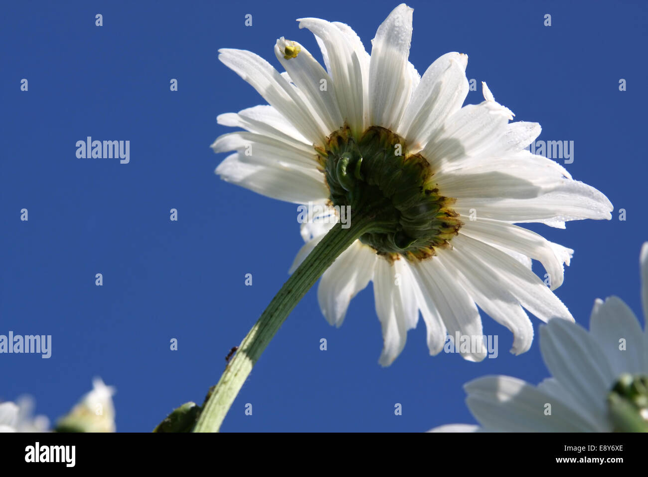 La marguerite blanche sur le fond bleu du ciel Banque D'Images