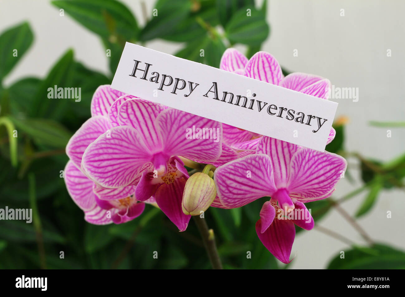 Carte Heureux Anniversaire Avec Orchidee Rose Photo Stock Alamy Carte Heureux Anniversaire Avec Orchidee Rose Photo Stock Alamy