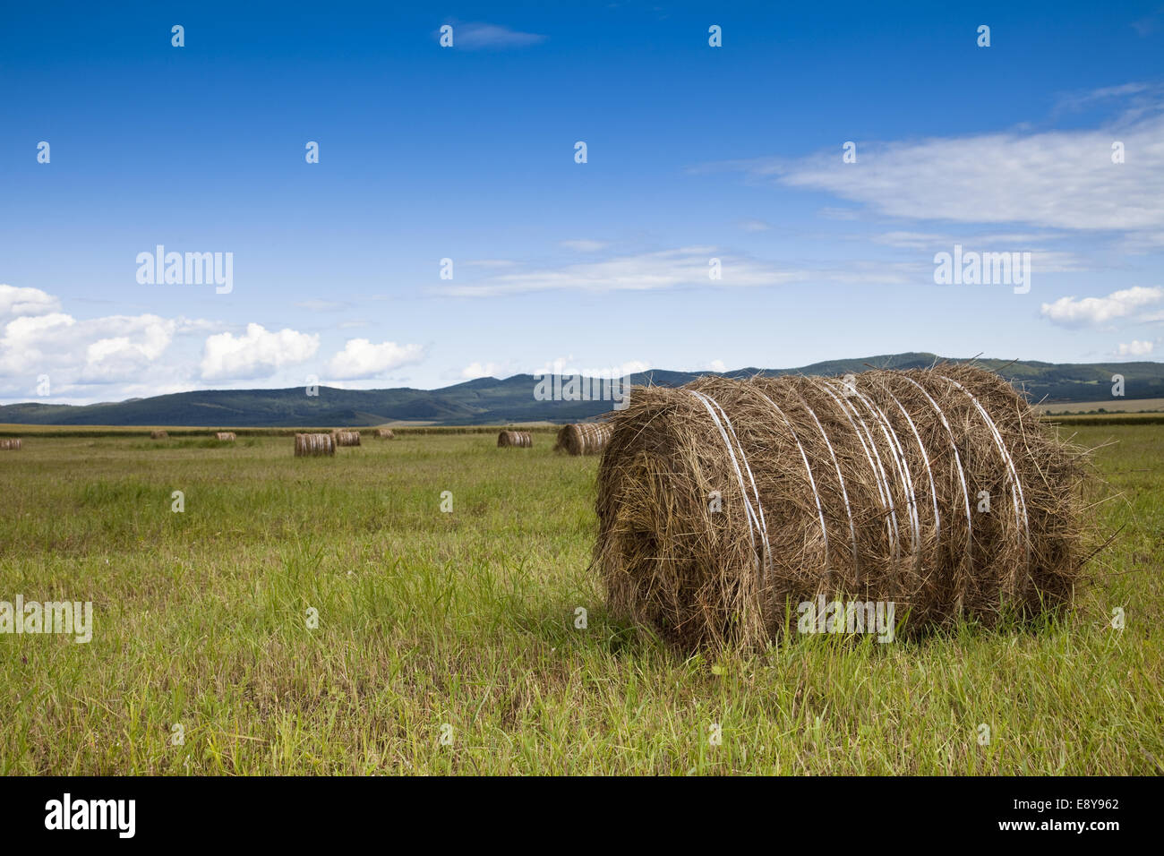 Prairie de la Mongolie intérieure Banque D'Images
