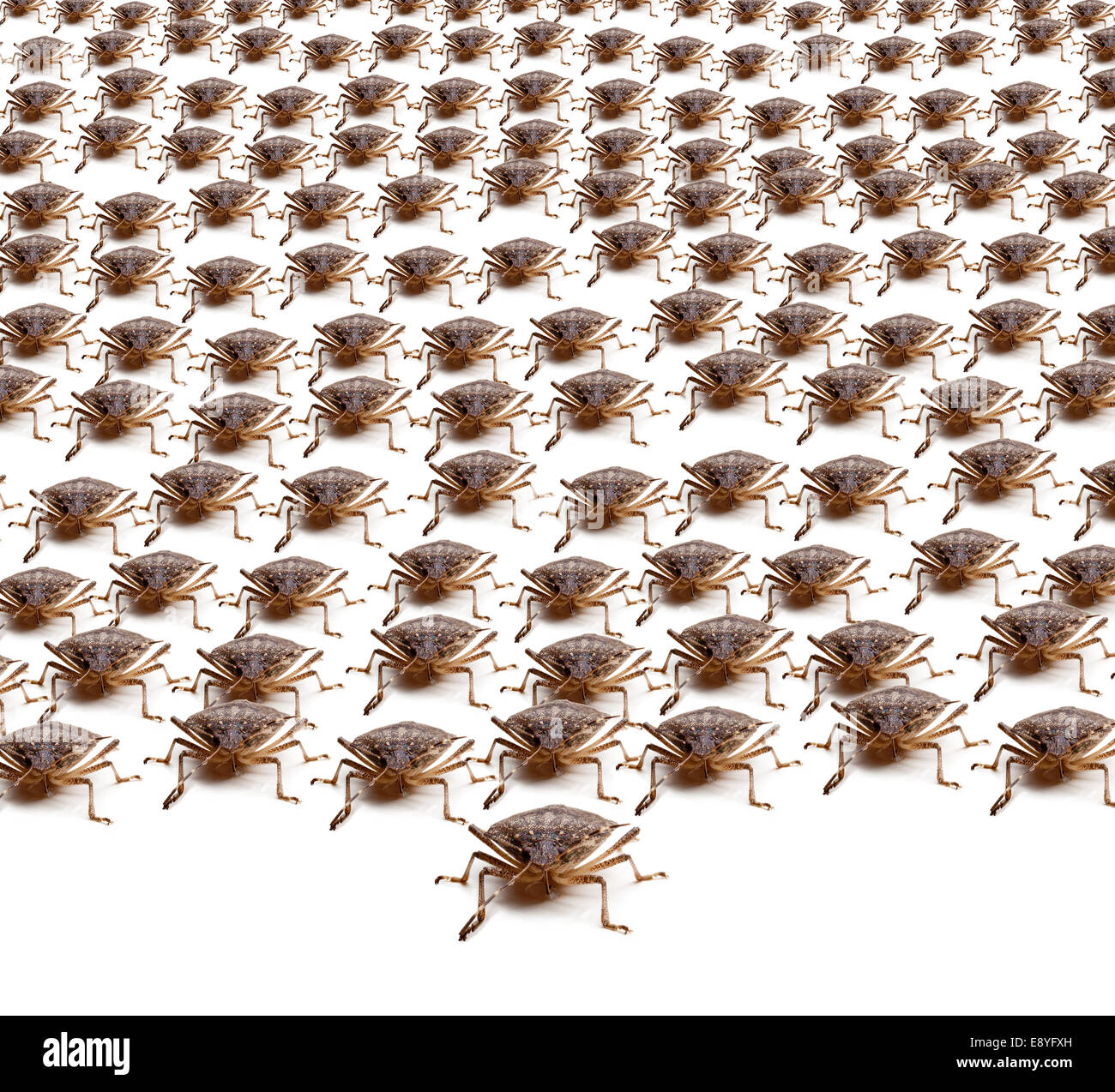 Armée de Brown Stink Bugs Banque D'Images