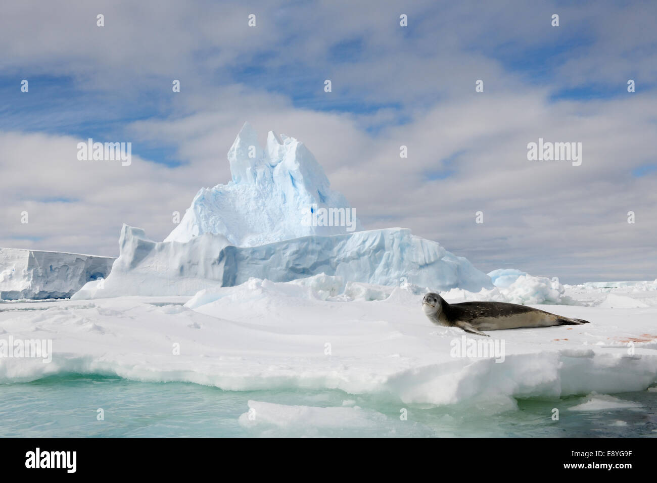 Hydrurga leptonyx léopard (joint) reposant sur un plateau de glace, mer de Ross, Antarctique. Banque D'Images