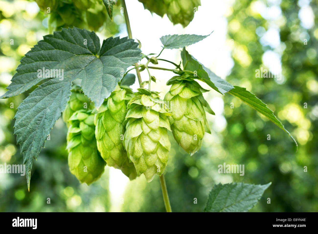 Les cônes de houblon mûres dans le jardin de houblon Banque D'Images