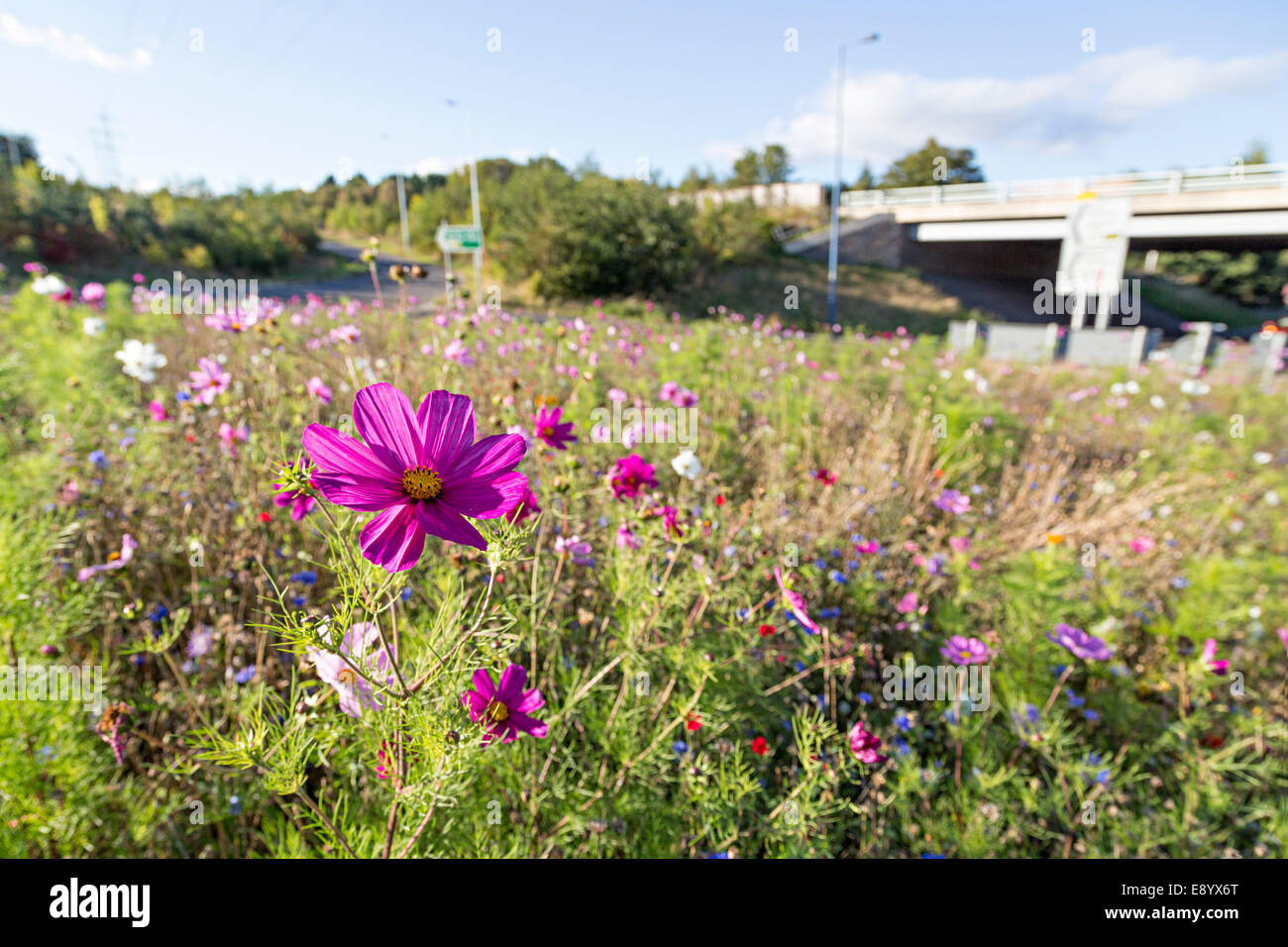Fleurs sauvages plantés sur rond-point, Galles, Royaume-Uni Banque D'Images