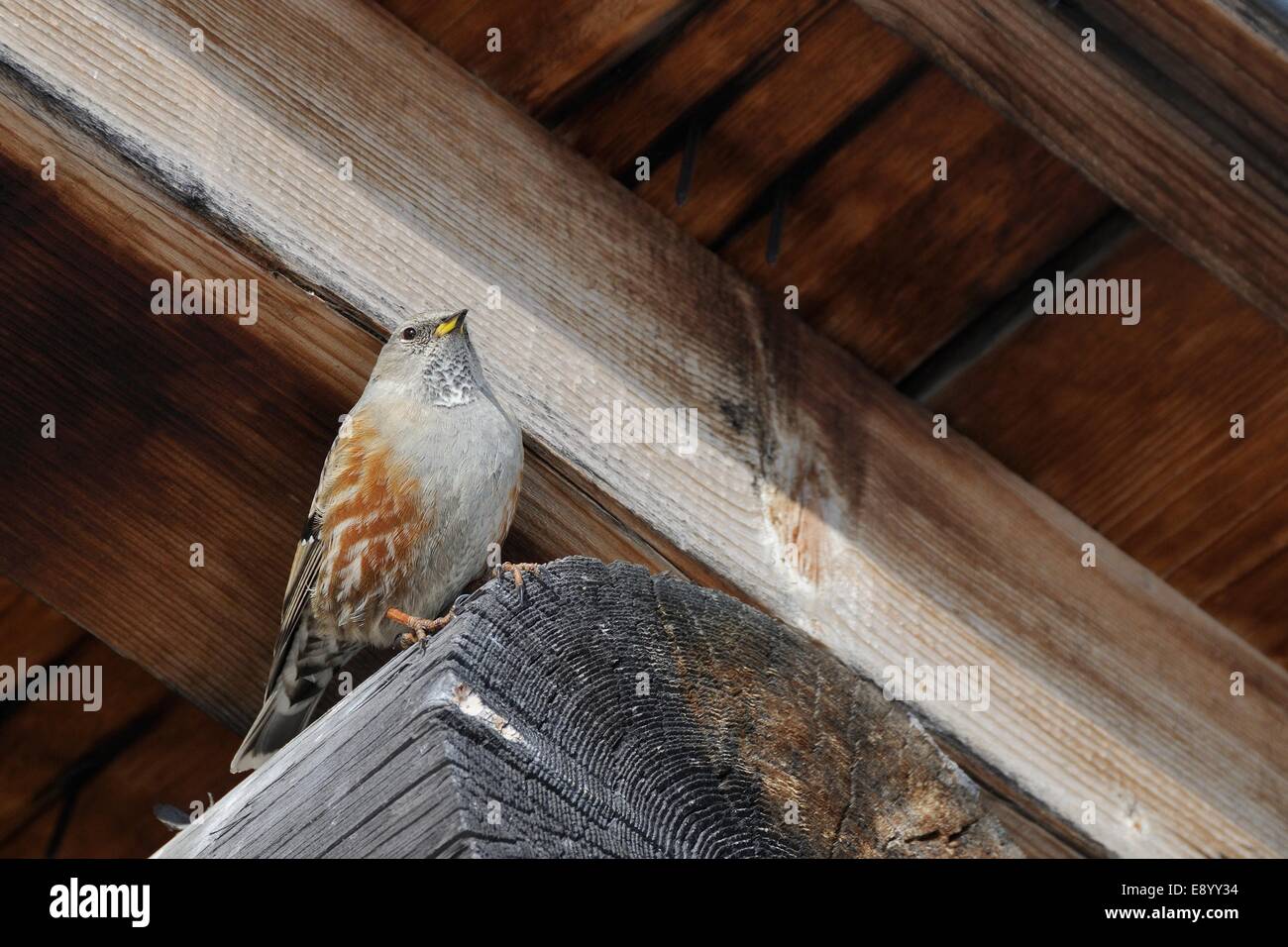 Alpine accentor (Prunus collaris) perché sous l'avant-toit d'un chalet alpin, Hauteluce, Savoie, France, janvier. Banque D'Images