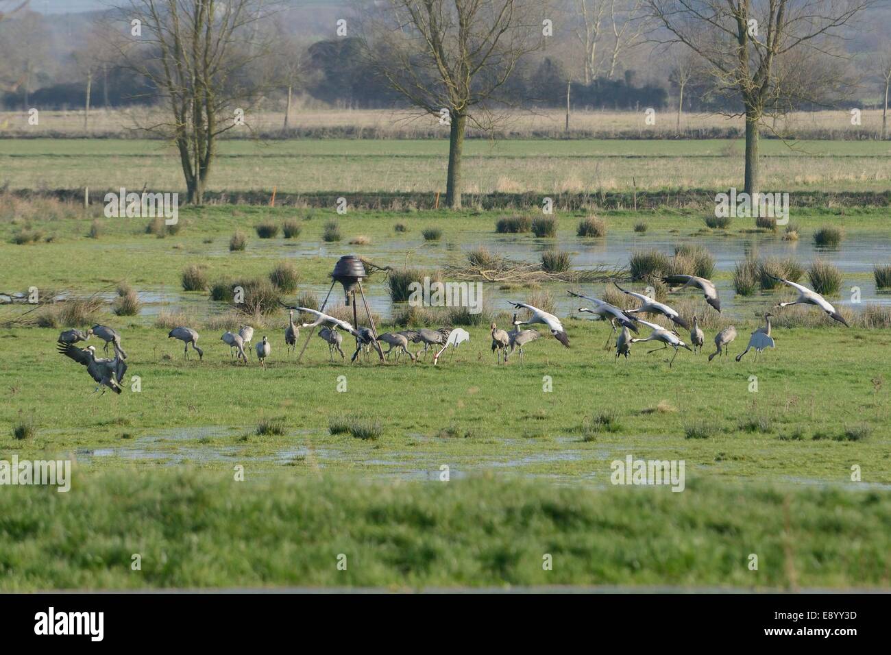 Les adultes et les juvéniles / communes grues eurasien (Grus grus) publié par le grand projet de grue à l'atterrissage par un convoyeur de grains fourragers. Banque D'Images