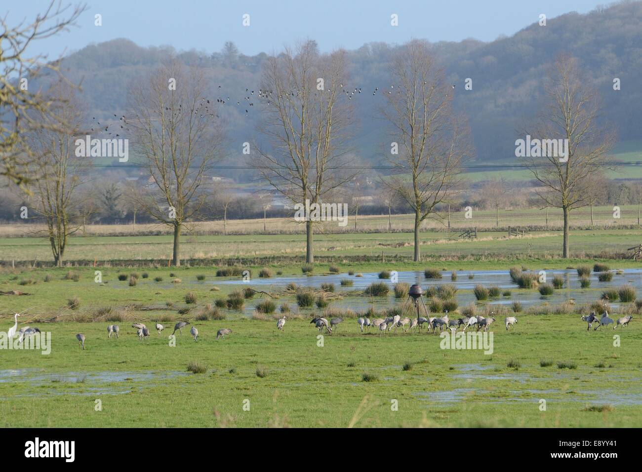 Sociable troupeau survolant groupe de quarante-cinq jeunes et adultes / communes grues eurasien (Grus grus) sur Somerset Levels. Banque D'Images