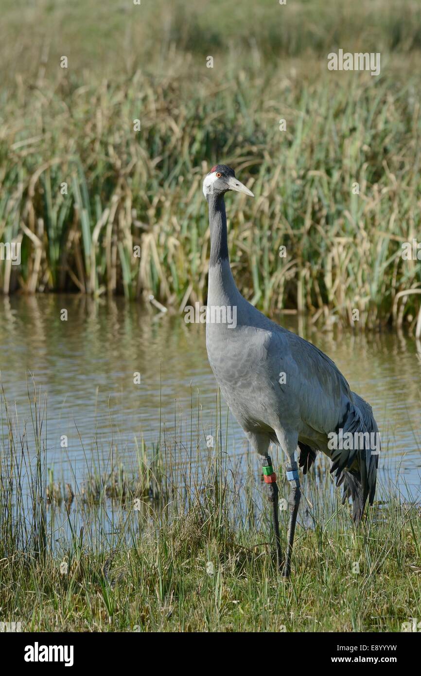 Trois ans / commune (Grus grus Grue eurasienne) publié par le grand projet de la grue par permanent, piscine marécageux Gloucestershire. Banque D'Images