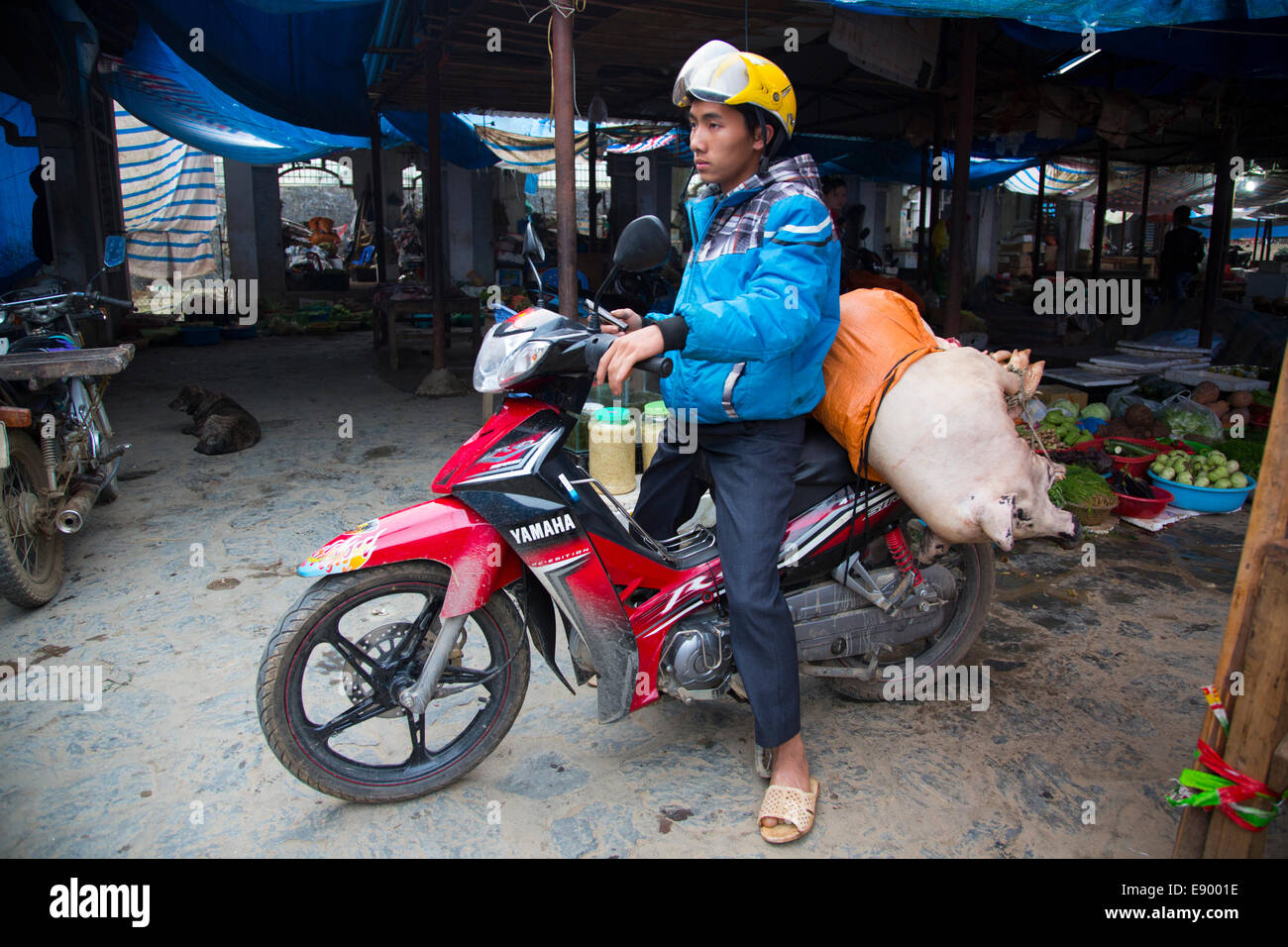 La tribu Hmong vietnamiens man on motorcycle à Bac Ha marché dimanche l'exercice cochon à butcher Banque D'Images