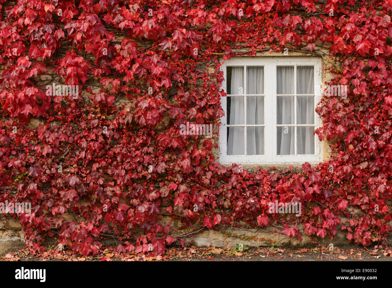 Virginia creeper sur mur chalet UK Banque D'Images