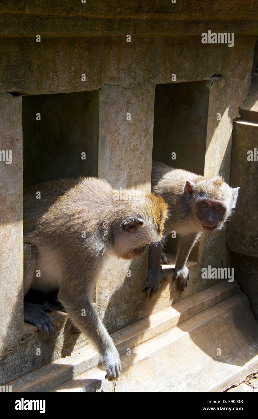 Deux singes gris à longue queue Pura Luhur Ulu Watu Temple Bali Indonesia Banque D'Images