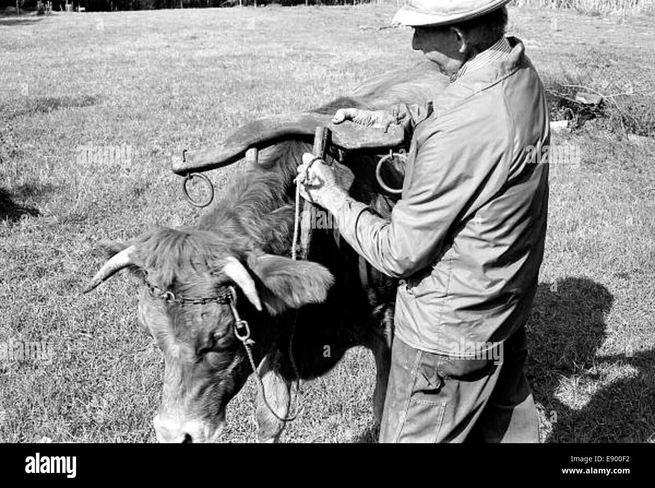 Une photographie vintage montrant T.G. Mayo attelant 'Charlie Brown', un boeuf, près d'un lac. L'image capture la vie rurale et l'importance des bœufs dans le travail agricole au début du XXe siècle. Banque D'Images