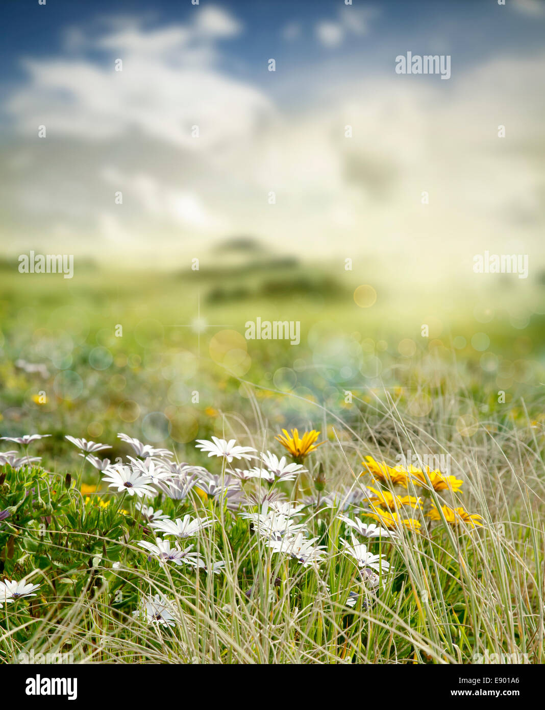 Fleurs en croissance dans la région de Green Meadow Banque D'Images