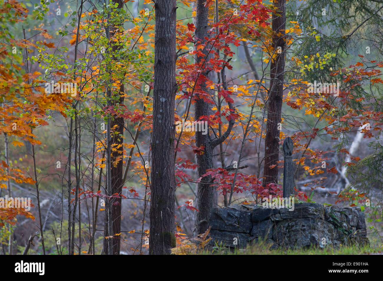 De belles feuilles aux couleurs automnales sur un arbre Banque D'Images